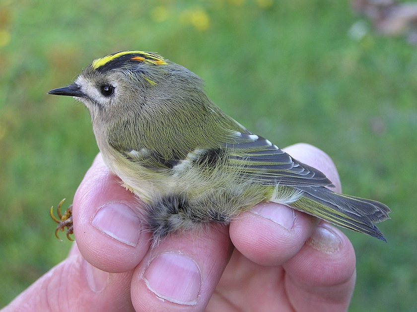 Goldcrest, Sundre 20070914